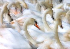 1357 Windsor Swans